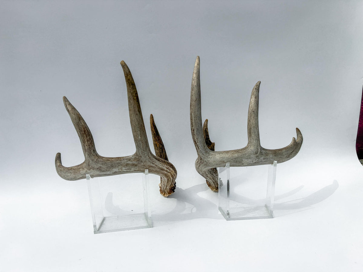 Deer Antlers - Matching White-tailed Deer Antler Set. Antlers for Interior Design, Crafting, and More.