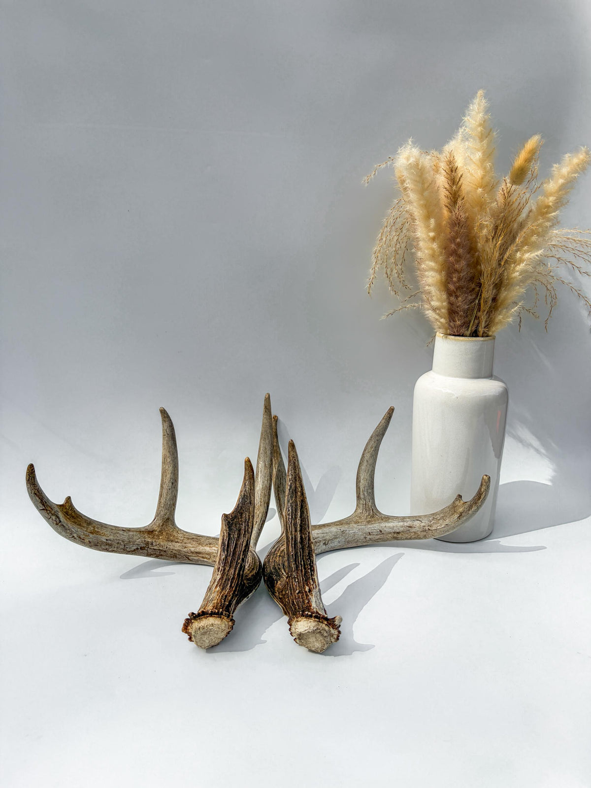 Deer Antlers - Matching White-tailed Deer Antler Set. Antlers for Interior Design, Crafting, and More.
