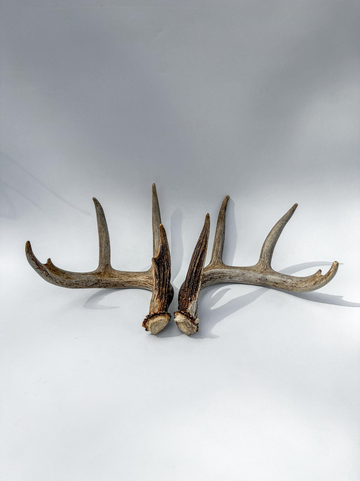 Deer Antlers - Matching White-tailed Deer Antler Set. Antlers for Interior Design, Crafting, and More.