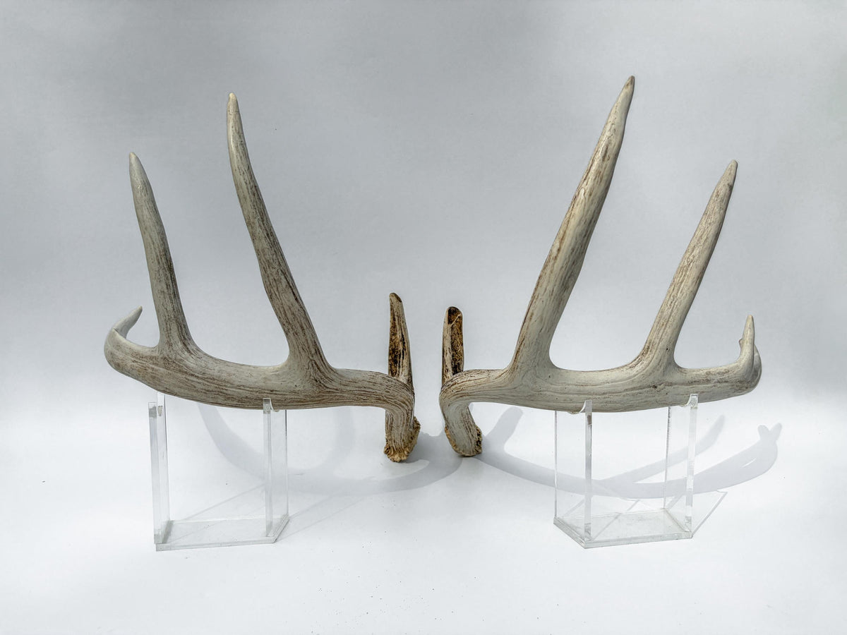 Matching Set of White-tailed Deer Antlers for Interior Decor and Design.