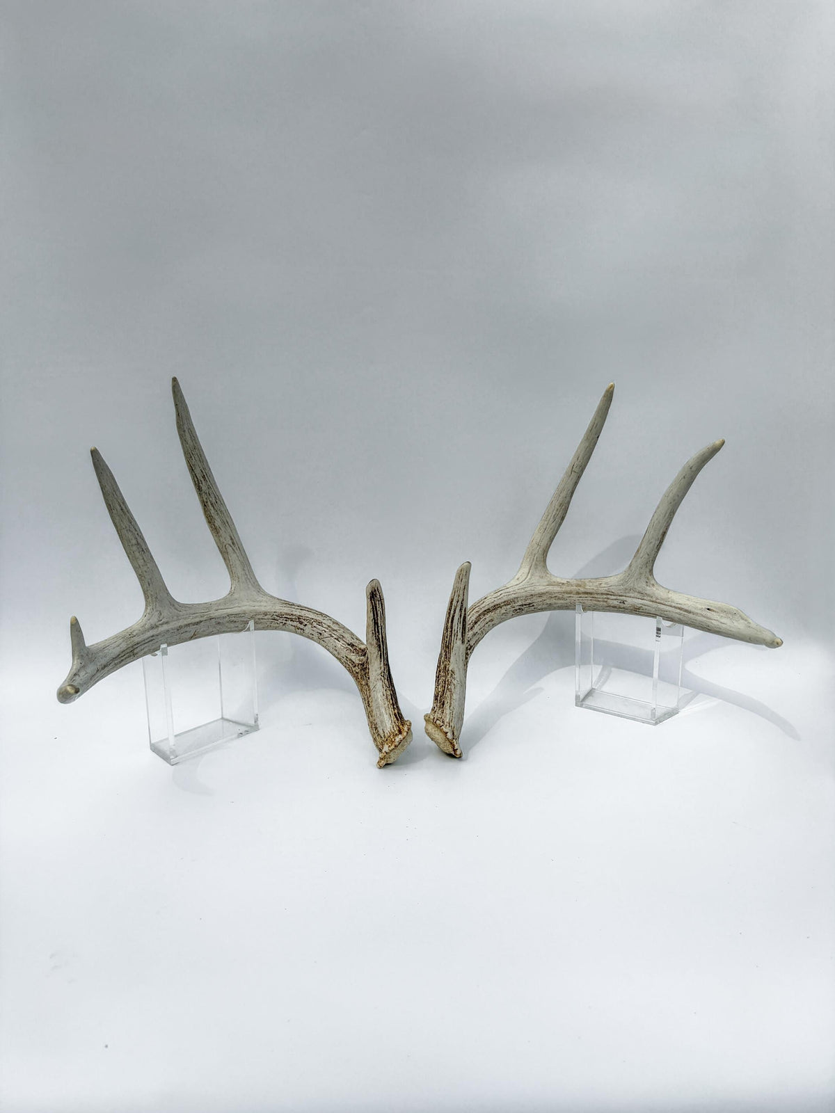 Matching Set of White-tailed Deer Antlers for Interior Decor and Design.
