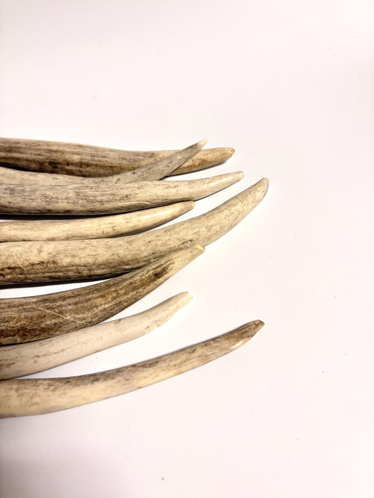 Antler Tips - 1.2lbs (8pcs) Premium Antler tips for Crafting decor and more.