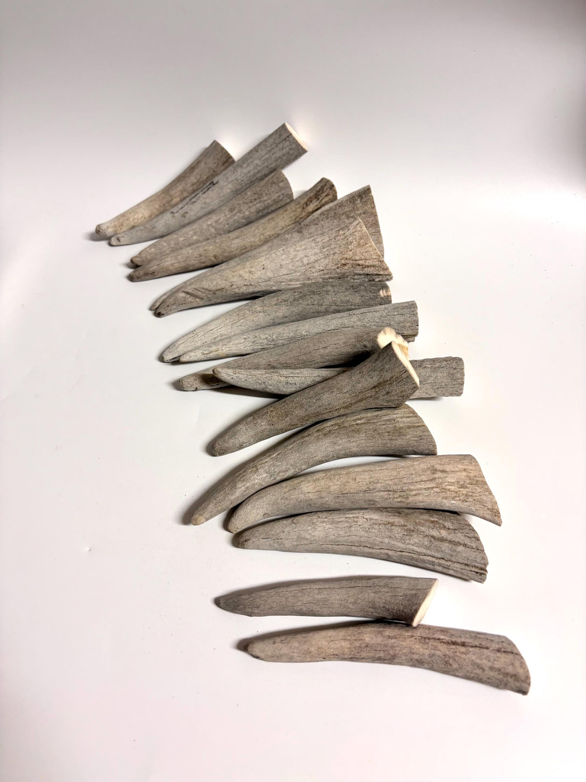 Moose Antler Tips - 2.7pbs (16pcs) Antler tips for Crafting decor and more. 4-7” variable length