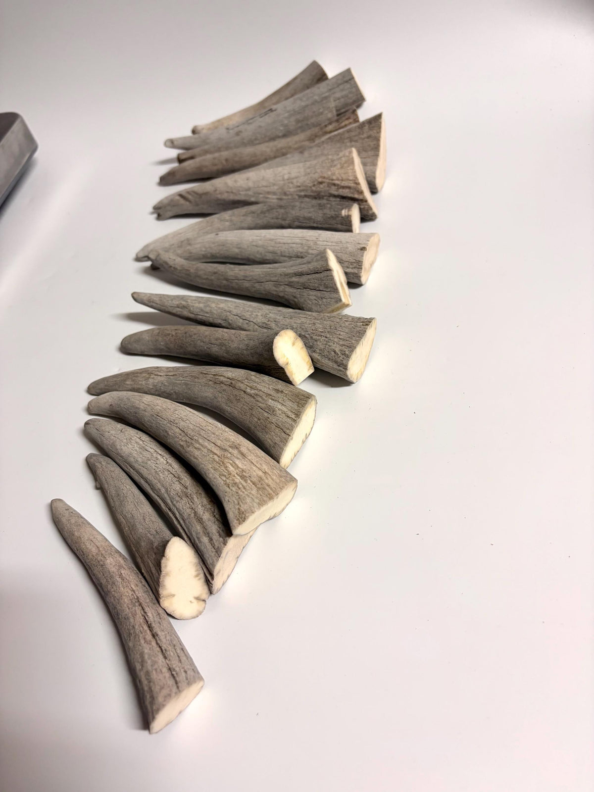 Moose Antler Tips - 2.7pbs (16pcs) Antler tips for Crafting decor and more. 4-7” variable length