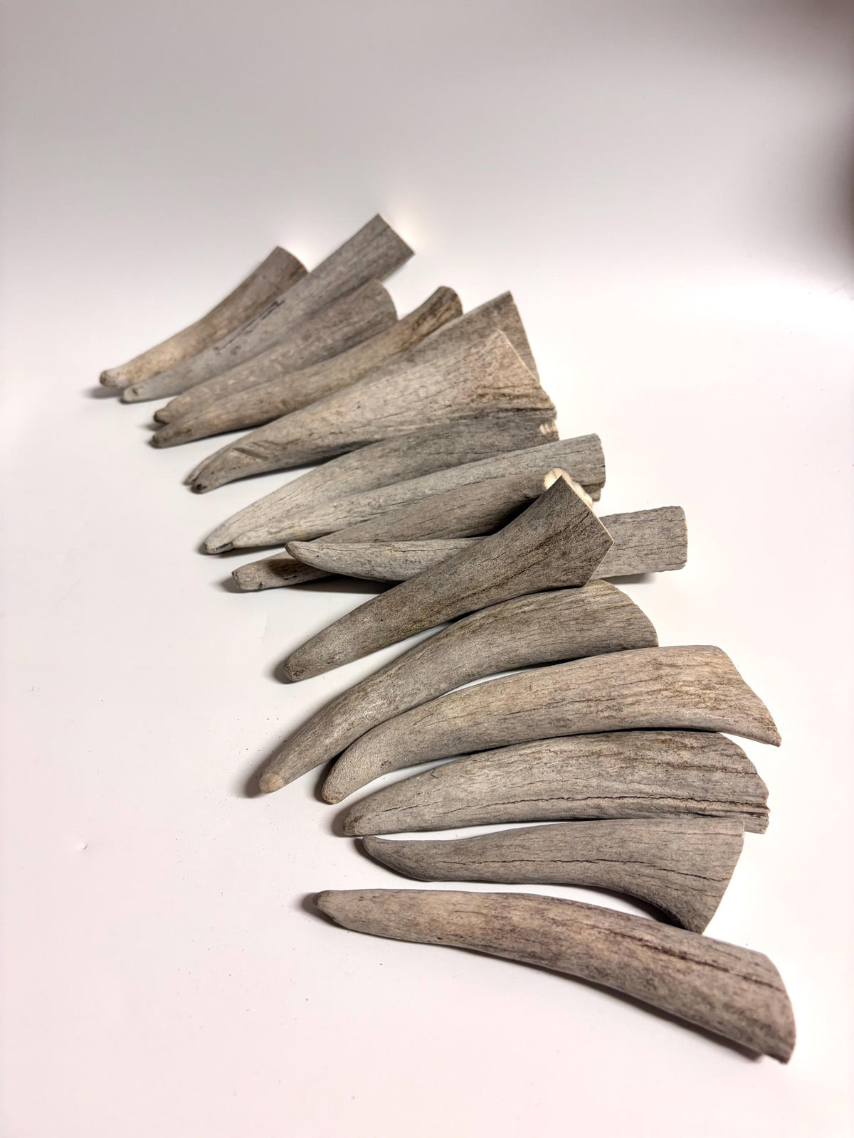 Moose Antler Tips - 2.7pbs (16pcs) Antler tips for Crafting decor and more. 4-7” variable length