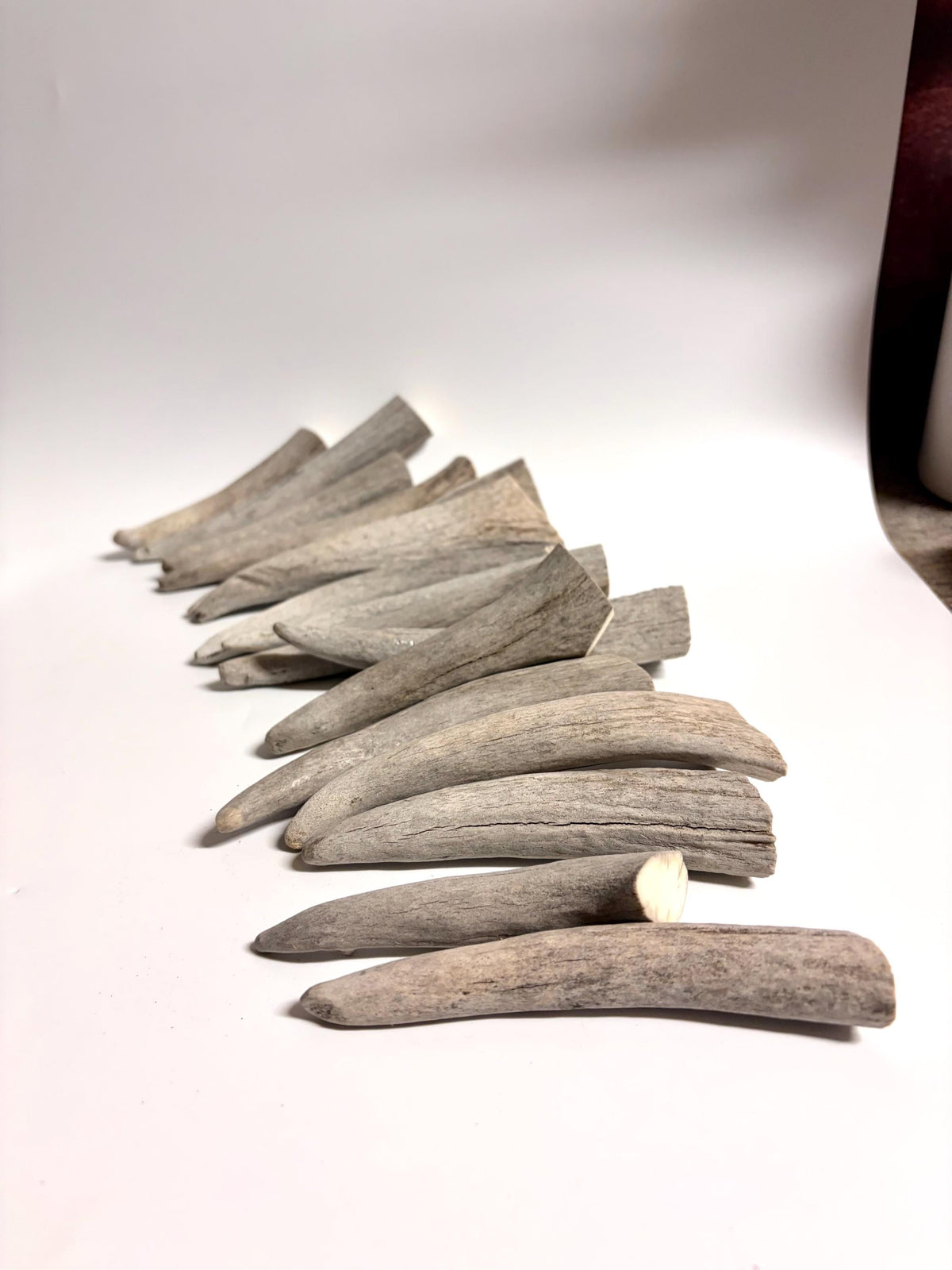 Moose Antler Tips - 2.7pbs (16pcs) Antler tips for Crafting decor and more. 4-7” variable length