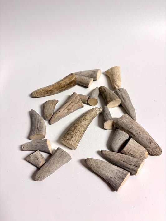 Stubby Antler Tips - (20 pcs) ~1”-3” Older Moose Antler tips “teeth” for Crafting decor and more!
