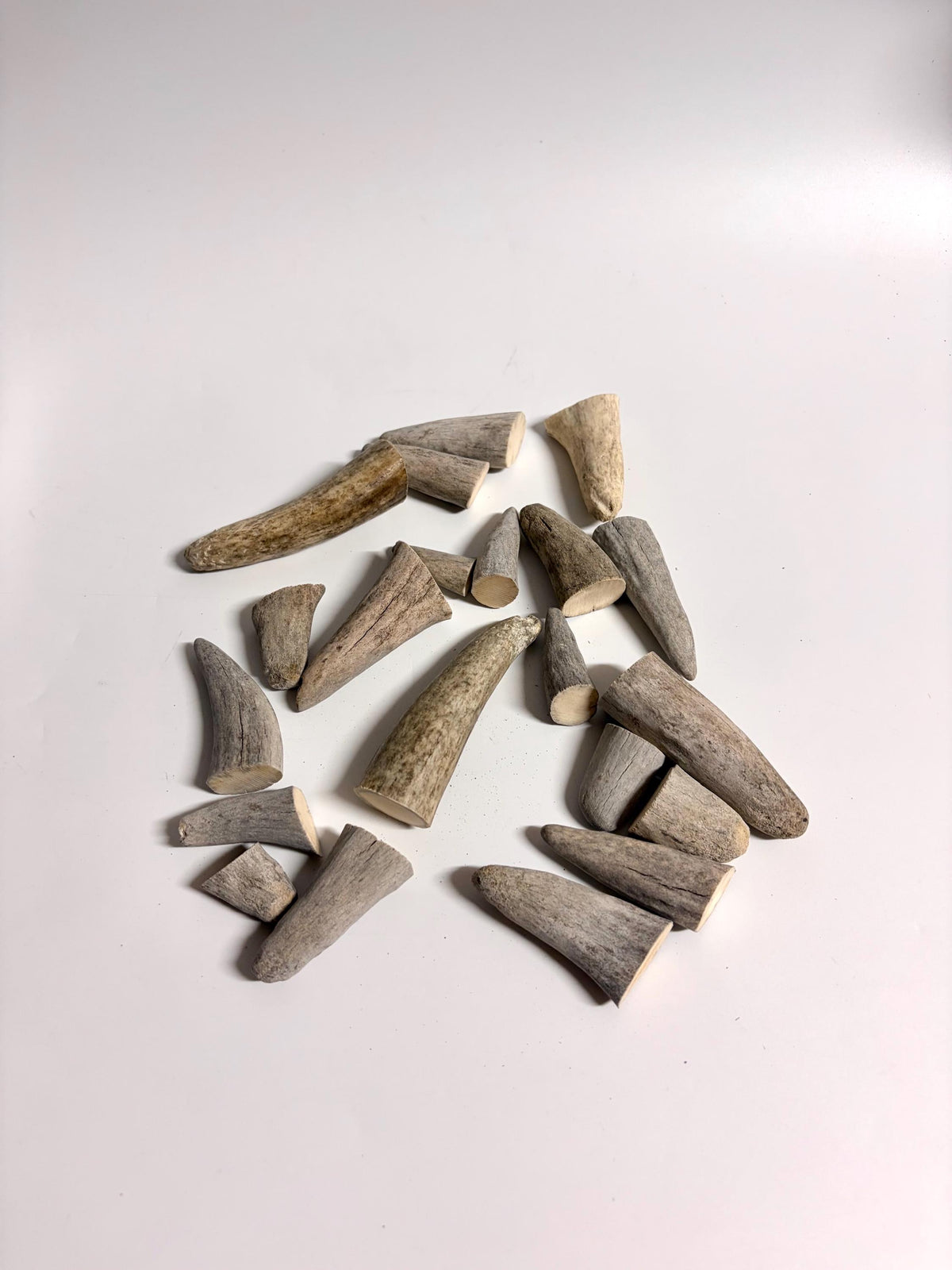 Stubby Antler Tips - (20 pcs) ~1”-3” Older Moose Antler tips “teeth” for Crafting decor and more!