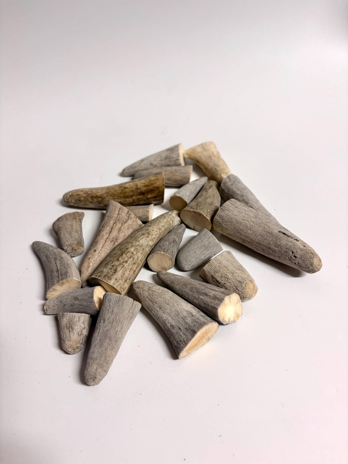 Stubby Antler Tips - (20 pcs) ~1”-3” Older Moose Antler tips “teeth” for Crafting decor and more!
