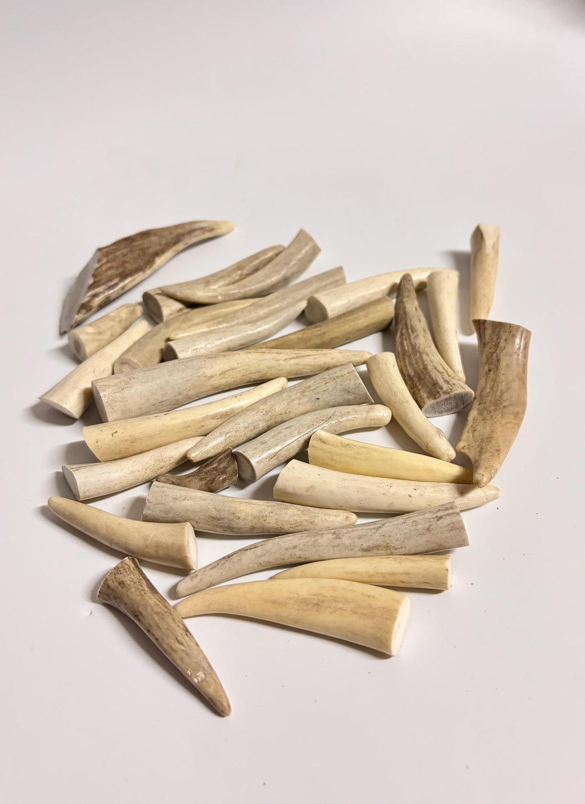 Small Antler Tips (20pcs) Very Good Condition Tips for Crafting Decor and More