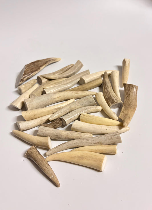 Small Antler Tips (20pcs) Very Good Condition Tips for Crafting Decor and More