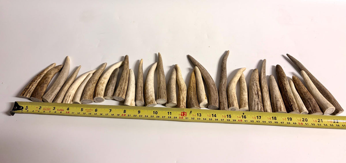 Deer and Elk Antler Tips - 5 Packs of 2.5”-4.5" Premium Fresh Tine Tips or "Dinosaur Teeth" for Crafting, Decor and More