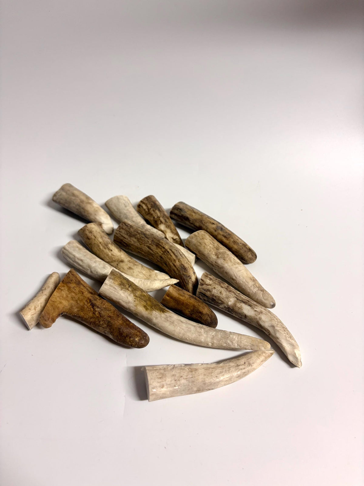 Small Antler Tips (15pcs) ~2”-4” Poorer Condition Tips for Crafting Decor and More