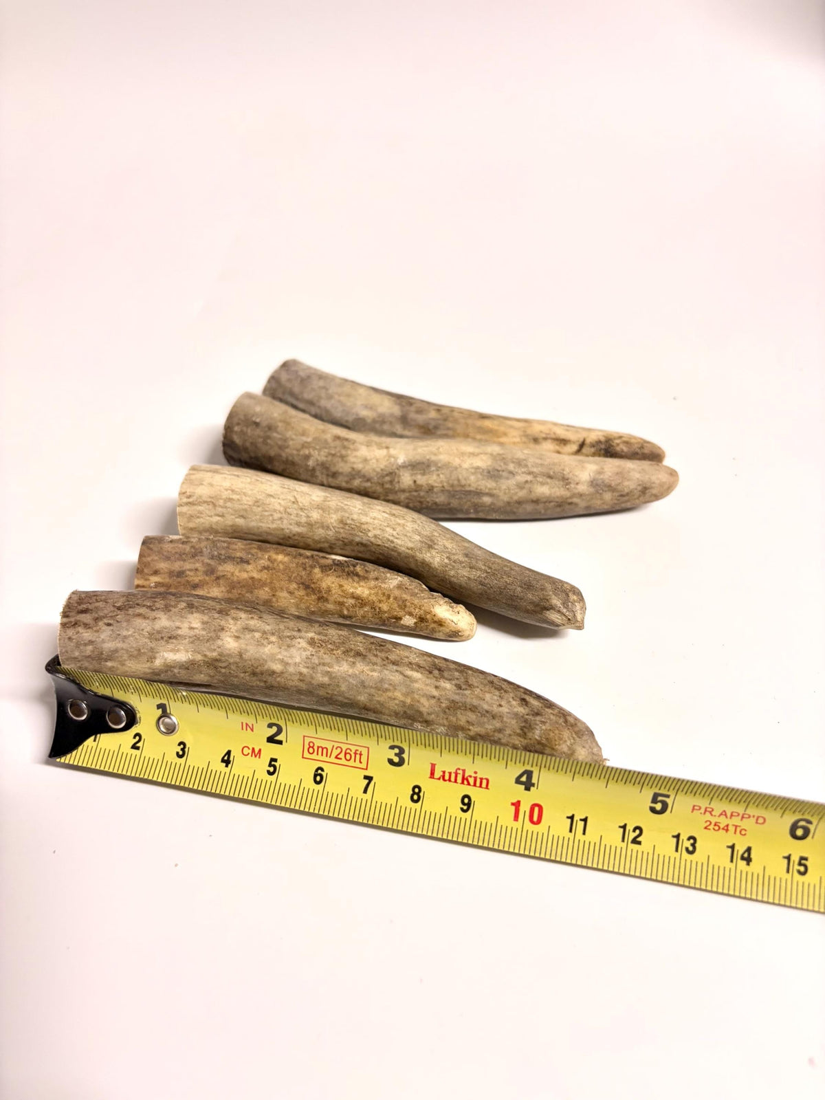 Antler Tips - Pack of 5 - Tines for Crafting, Decor and More