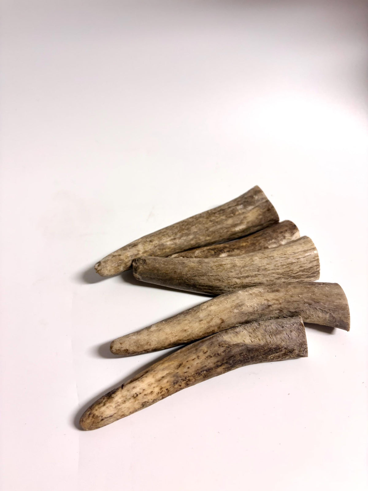 Antler Tips - Pack of 5 - Tines for Crafting, Decor and More