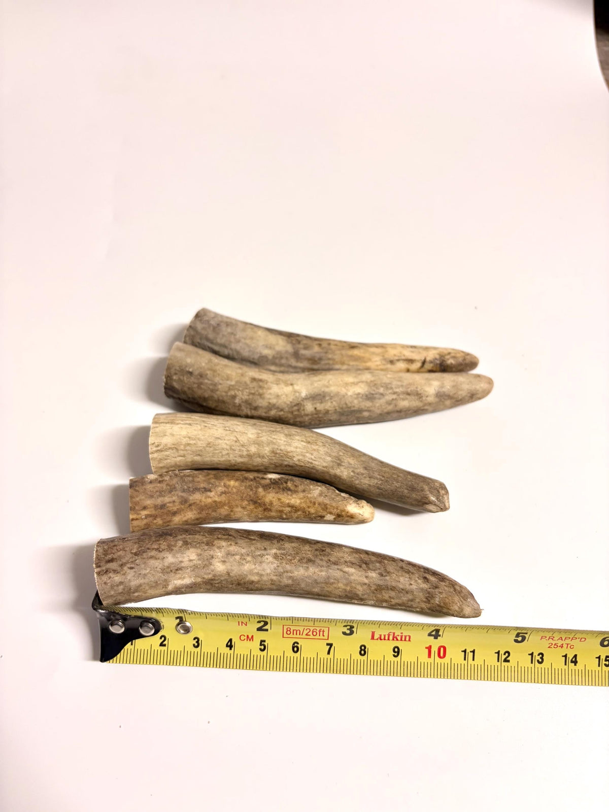 Antler Tips - Pack of 5 - Tines for Crafting, Decor and More