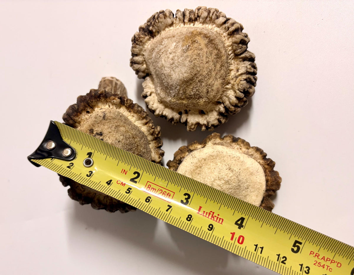 3-Pack Medium Elk Antler Bases or “Rosettes” For Crafting, Decor and More