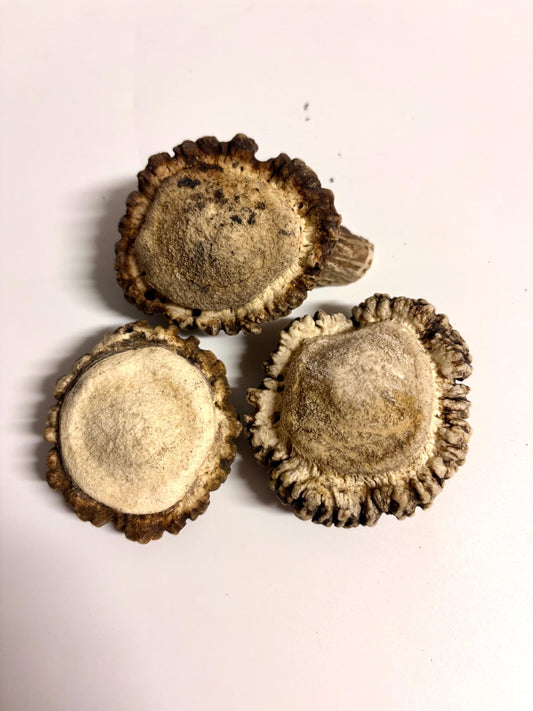 3-Pack Medium Elk Antler Bases or “Rosettes” For Crafting, Decor and More