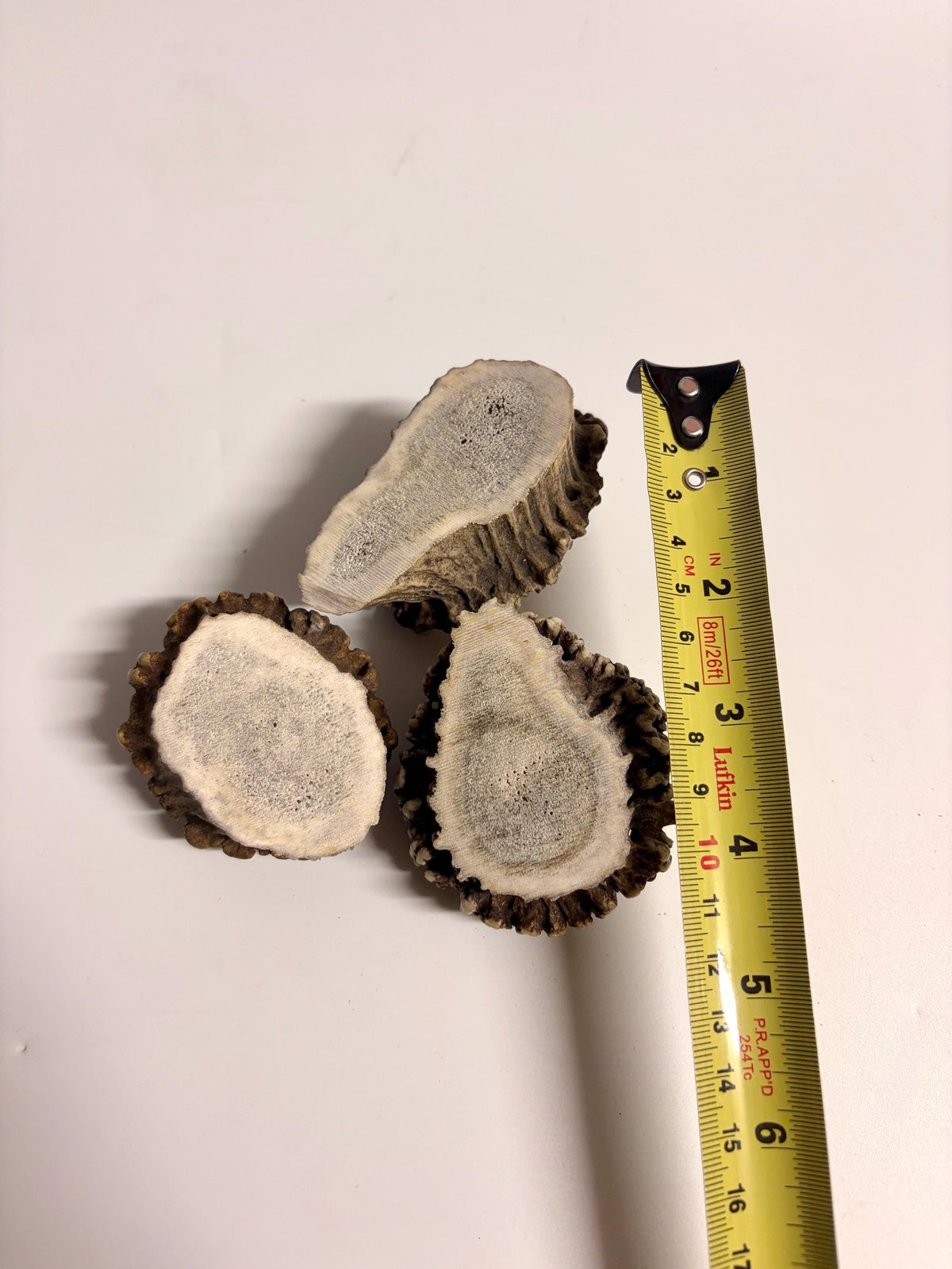 3-Pack Medium Elk Antler Bases or “Rosettes” For Crafting, Decor and More