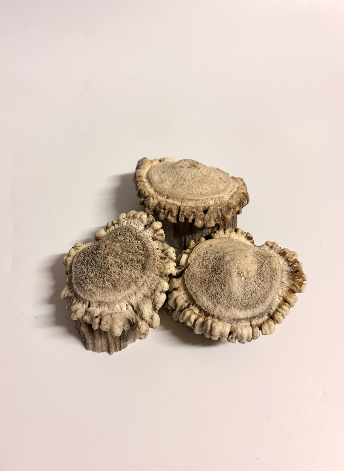 3-Pack Small Elk Antler Bases or “Rosettes” For Crafting, Decor and More