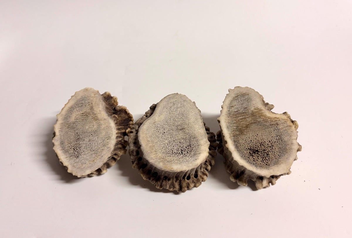 3-Pack Small Elk Antler Bases or “Rosettes” For Crafting, Decor and More