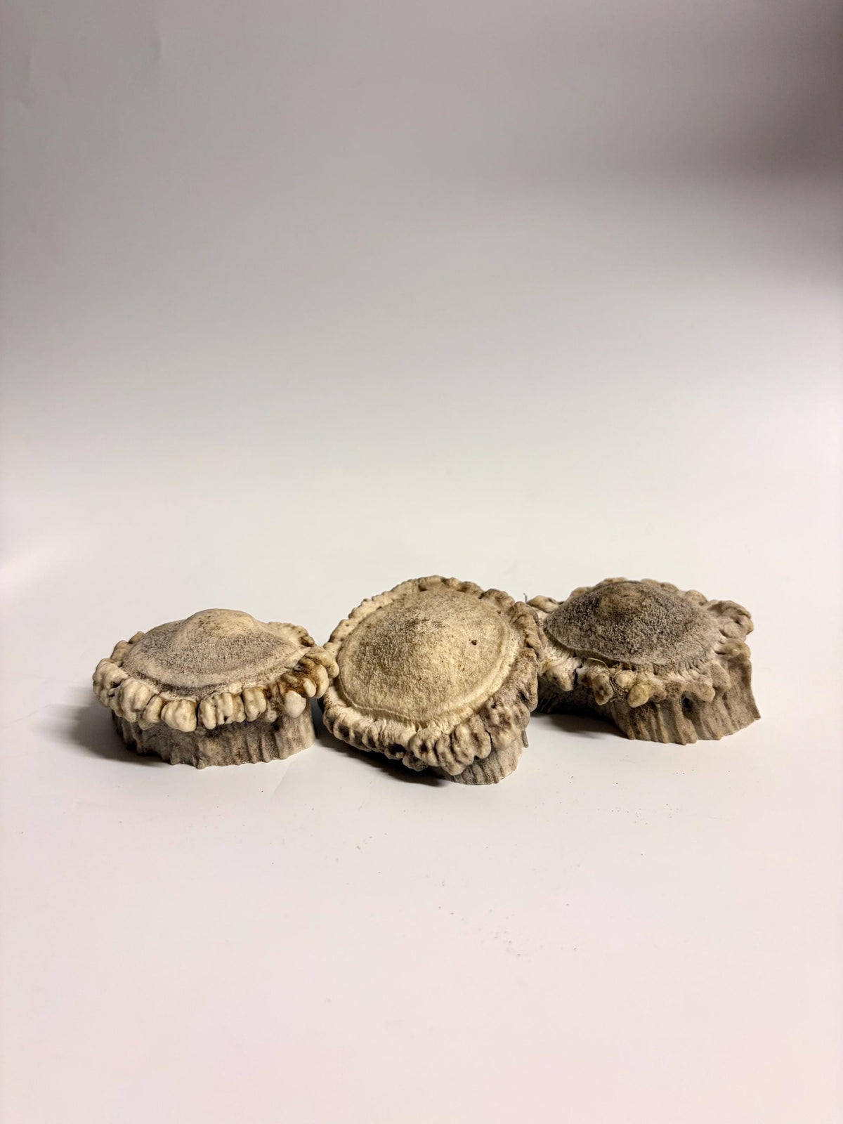 3-Pack Small Elk Antler Bases or “Rosettes” For Crafting, Decor and More