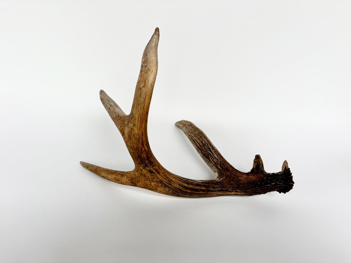 White-tailed Deer Antler - Wild deer Antler. Decor, design, crafting and more!