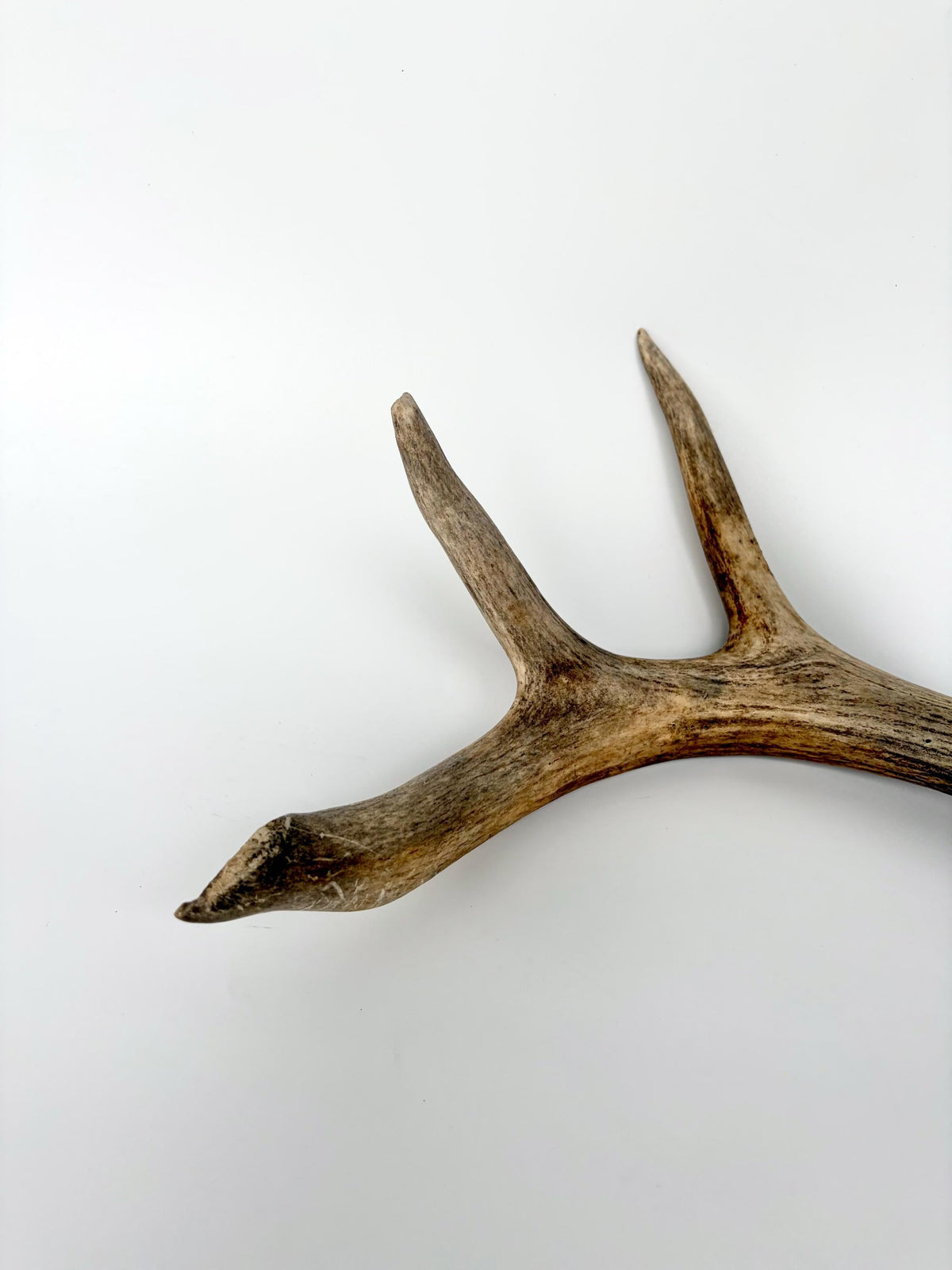 White-tailed Deer Antler - Wild deer Antler. Decor, design, crafting and more!