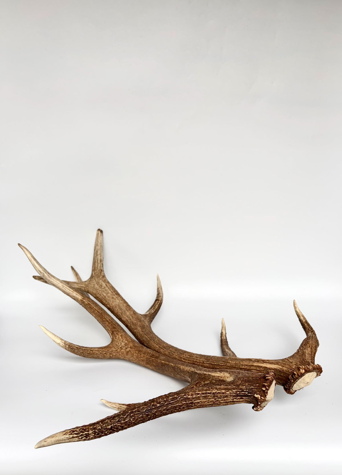 Matching Elk Antler Set. Fresh Antlers for Home Decor, Interior Design and More.