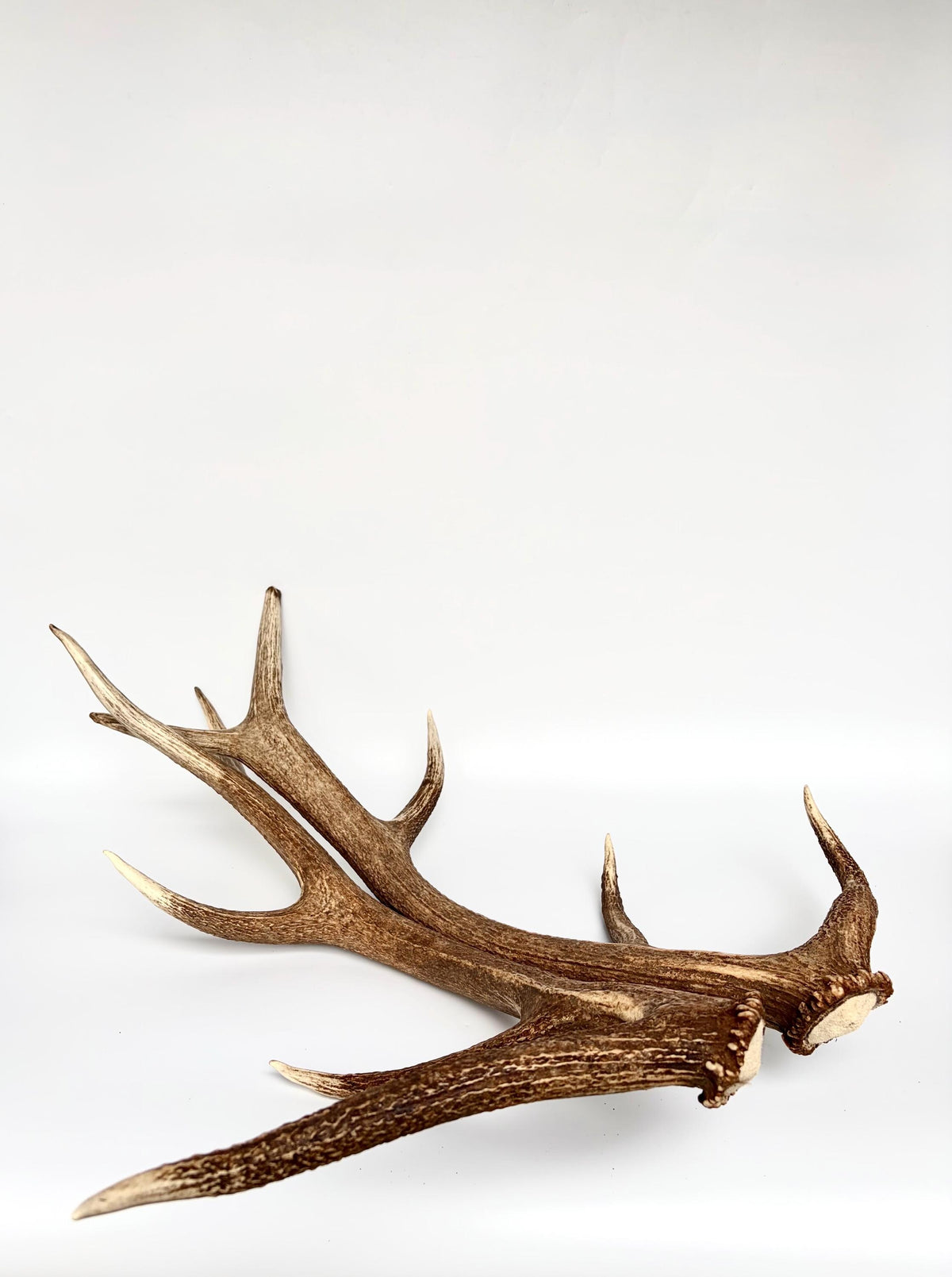 Matching Elk Antler Set. Fresh Antlers for Home Decor, Interior Design and More.