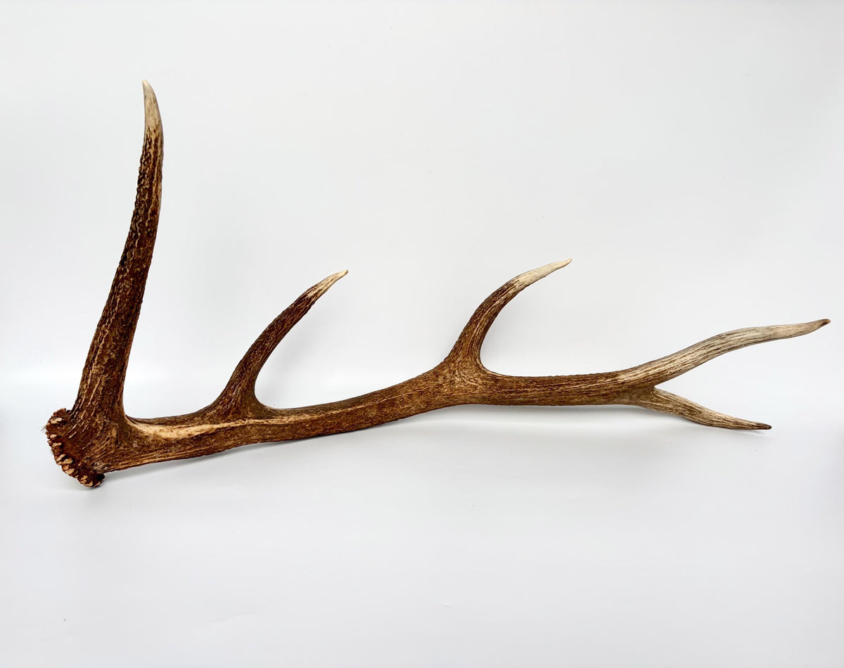 Matching Elk Antler Set. Fresh Antlers for Home Decor, Interior Design and More.