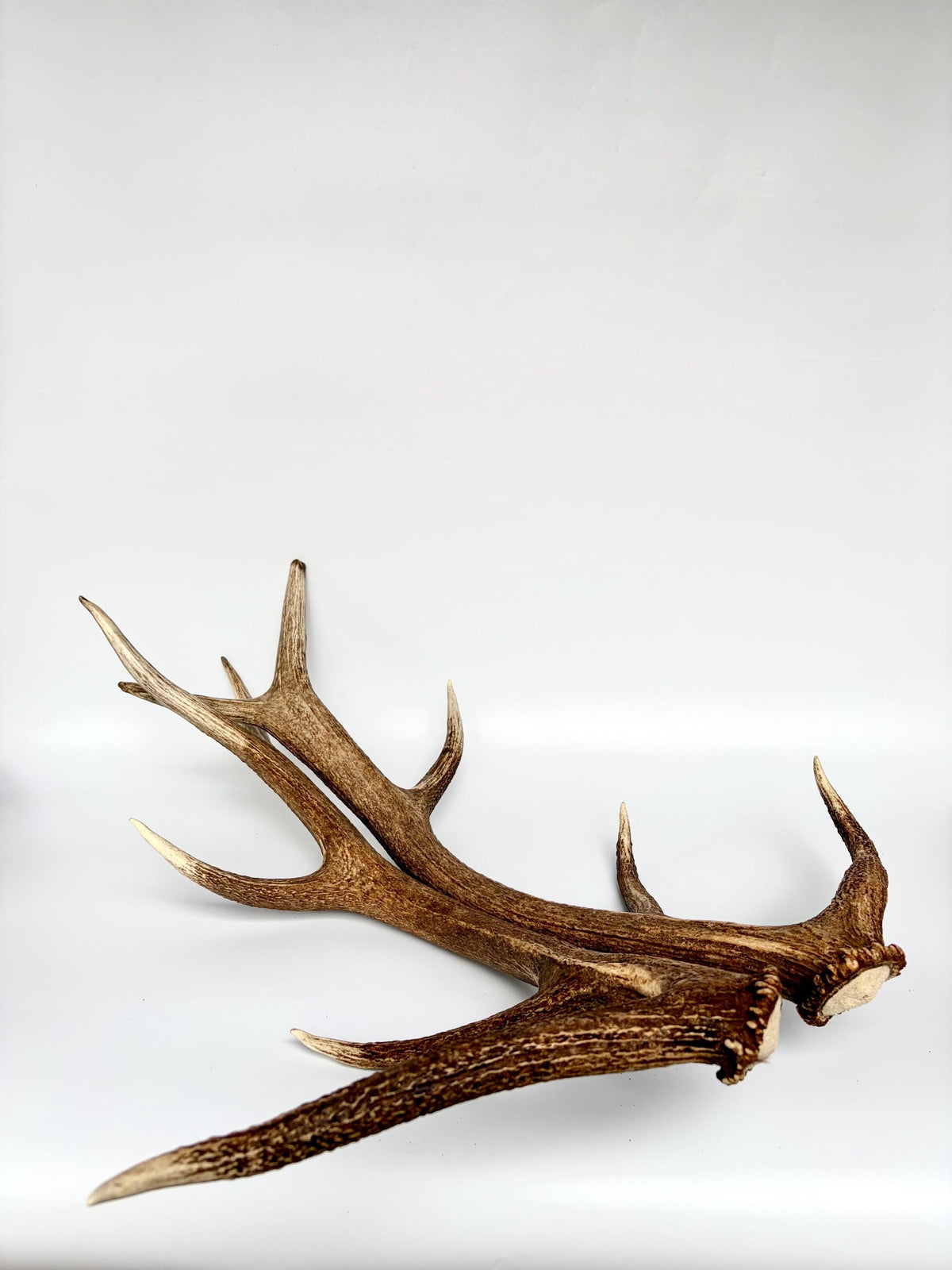 Matching Elk Antler Set. Fresh Antlers for Home Decor, Interior Design and More.