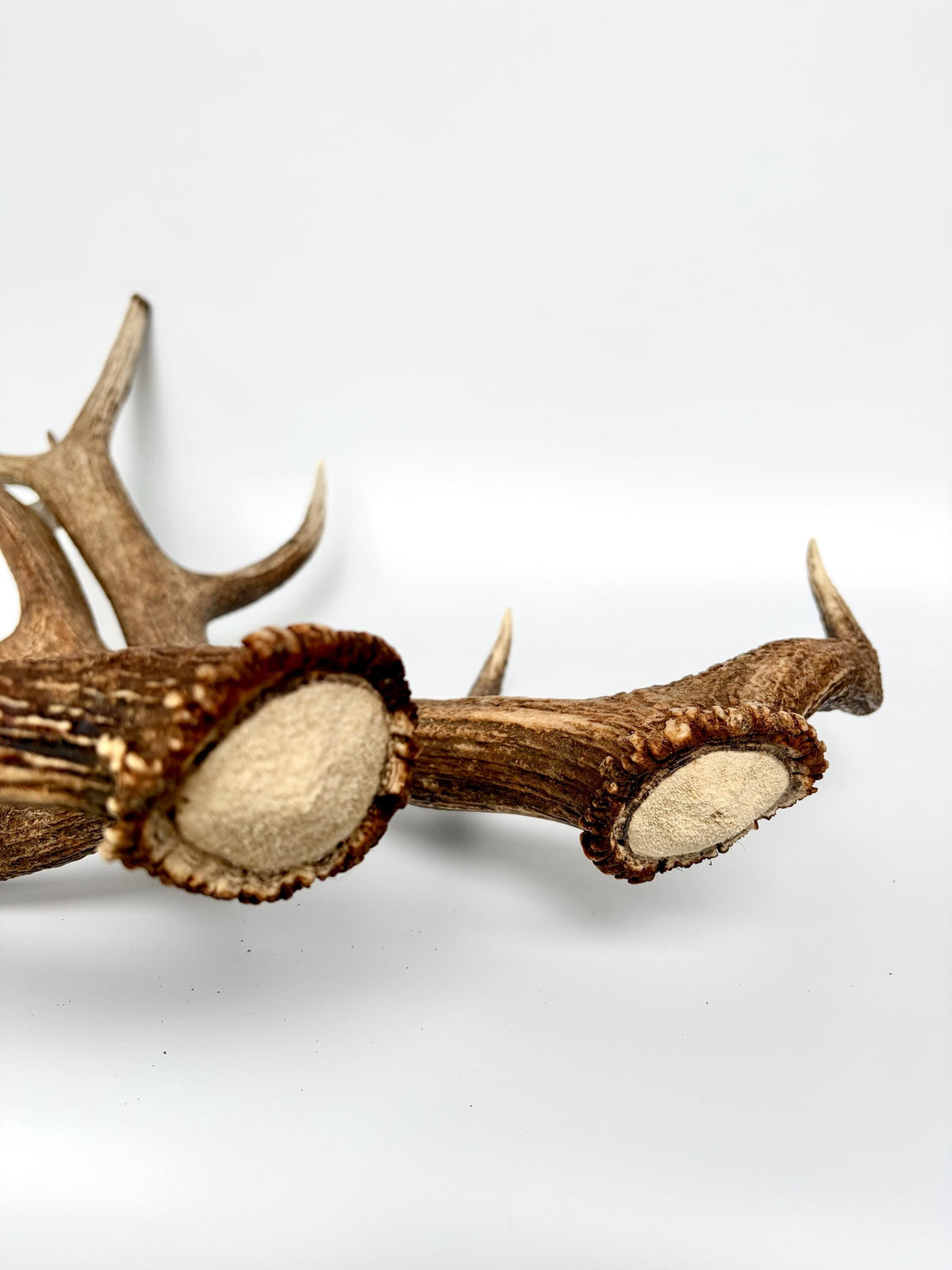 Matching Elk Antler Set. Fresh Antlers for Home Decor, Interior Design and More.