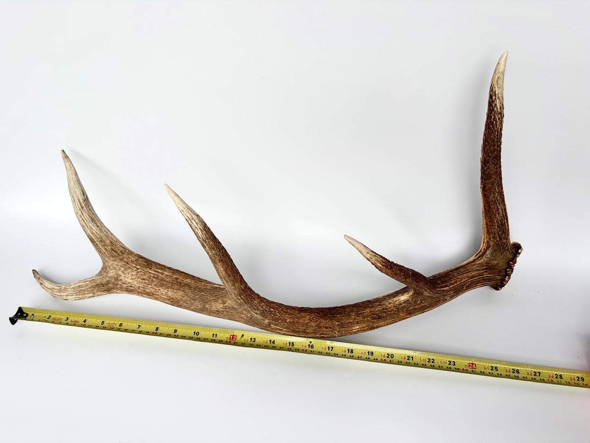 Matching Elk Antler Set. Fresh Antlers for Home Decor, Interior Design and More.