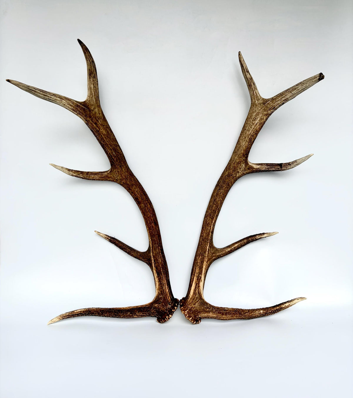 Matching Elk Antler Set. Fresh Antlers for Home Decor, Interior Design and More.