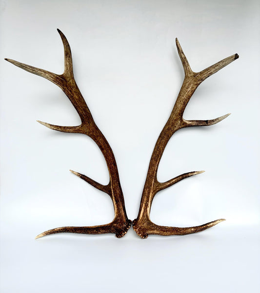 Matching Elk Antler Set. Fresh Antlers for Home Decor, Interior Design and More.