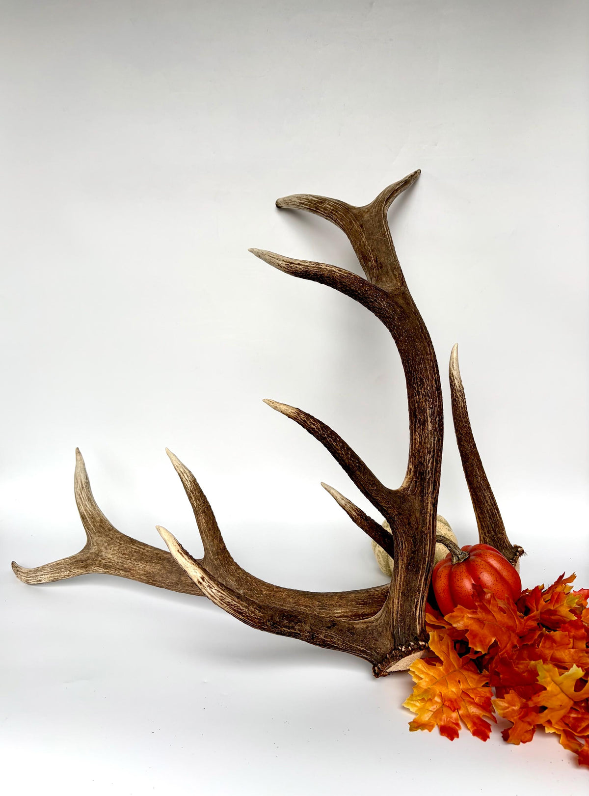 Matching Elk Antler Set. Fresh Antlers for Home Decor, Interior Design and More.