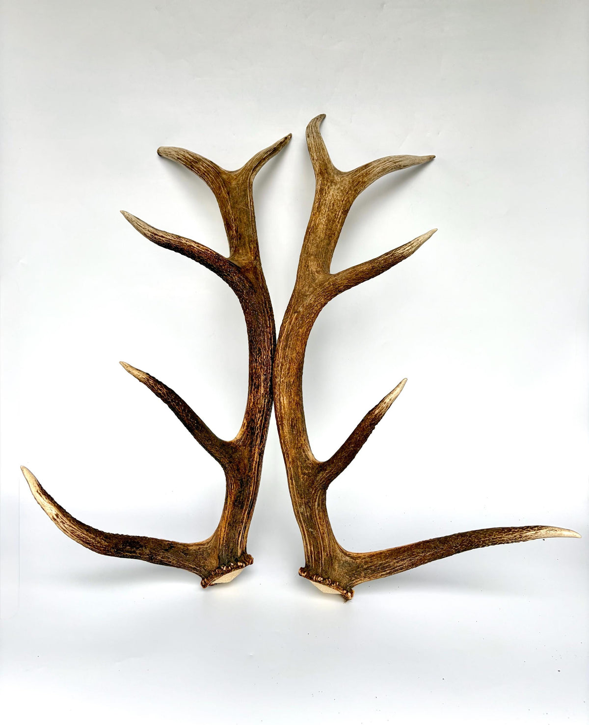 Matching Elk Antler Set. Fresh Antlers for Home Decor, Interior Design and More.