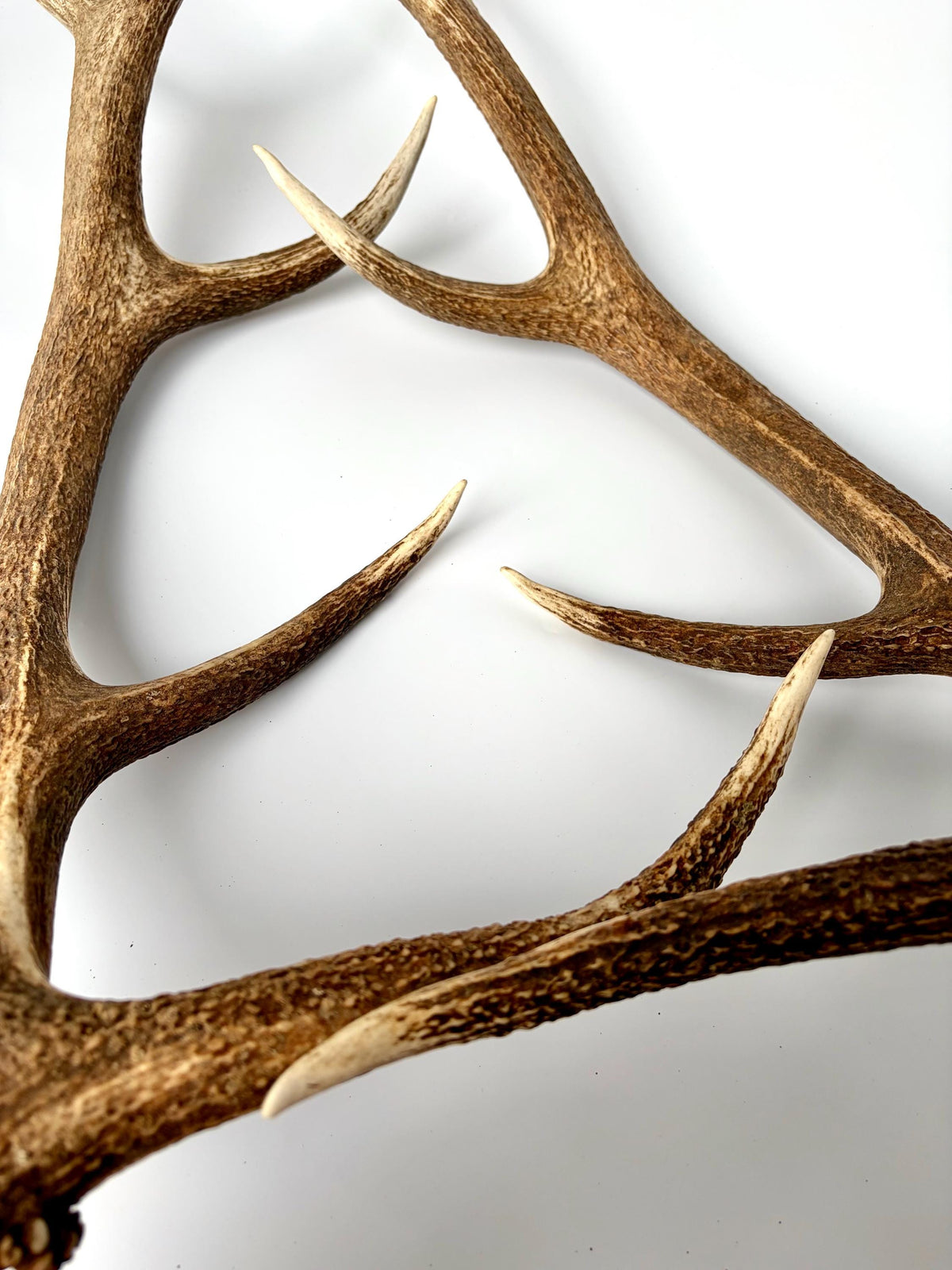 Matching Elk Antler Set. Fresh Antlers for Home Decor, Interior Design and More.