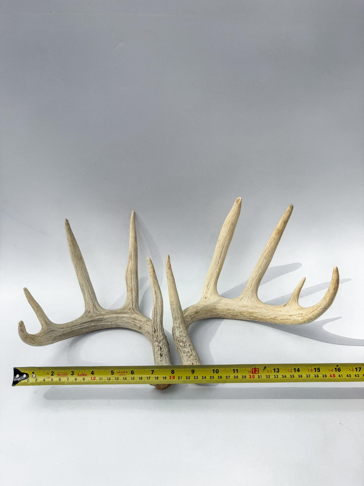 Large Whitetailed Deer Antlers - Matching set. Decor Crafting and More