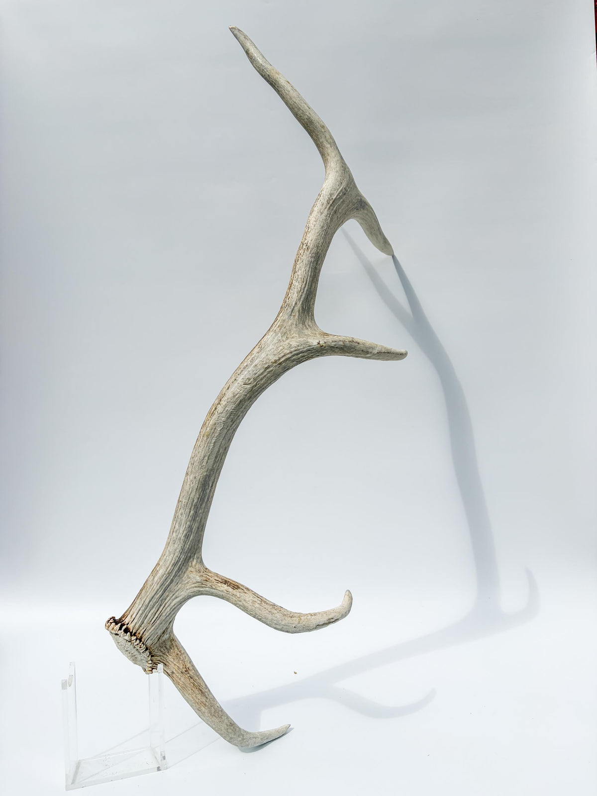 Wild Canadian Bull Elk Antler. Home Decor, Table Centerpiece, and More.