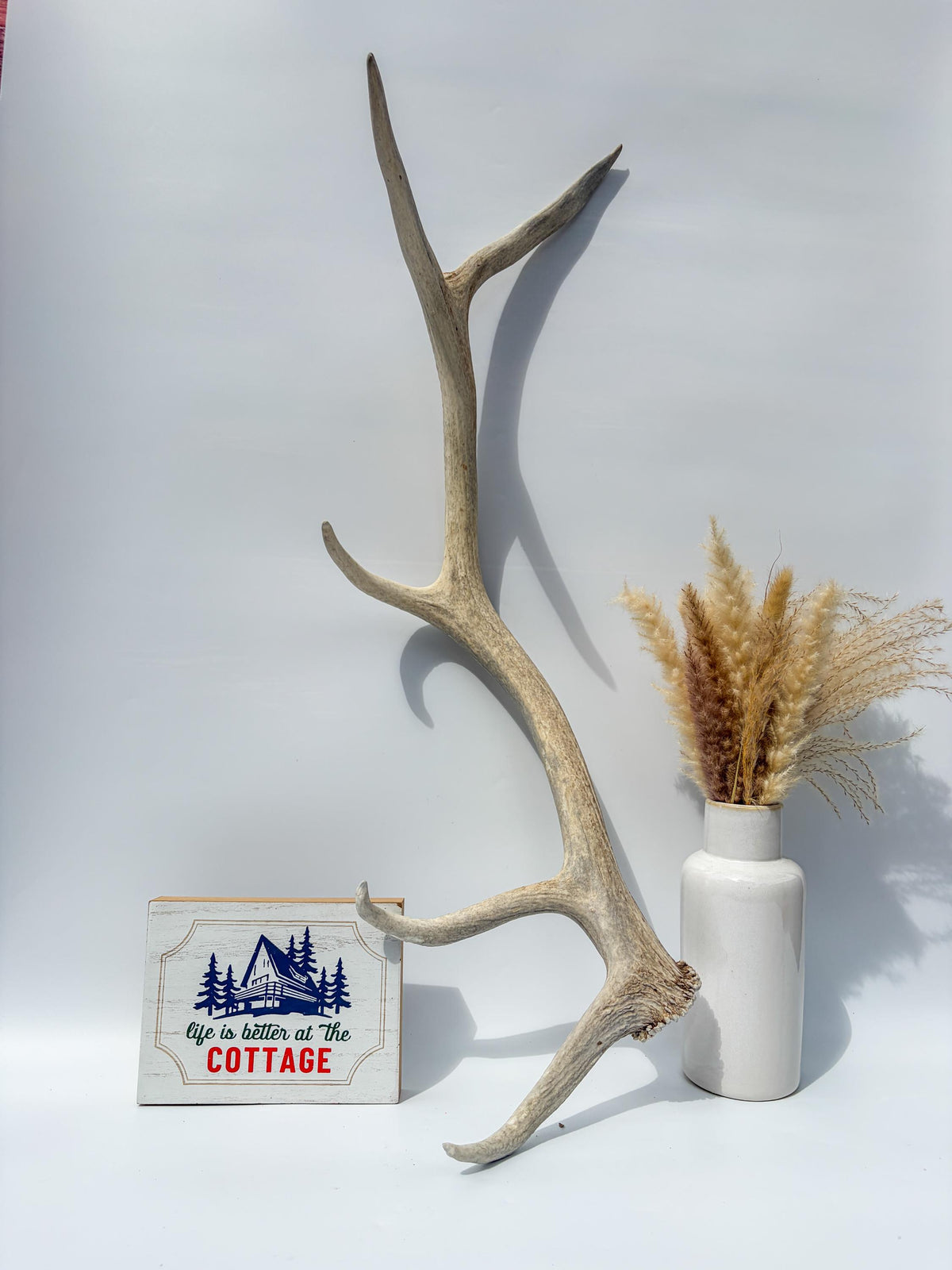 Wild Canadian Bull Elk Antler. Home Decor, Table Centerpiece, and More.