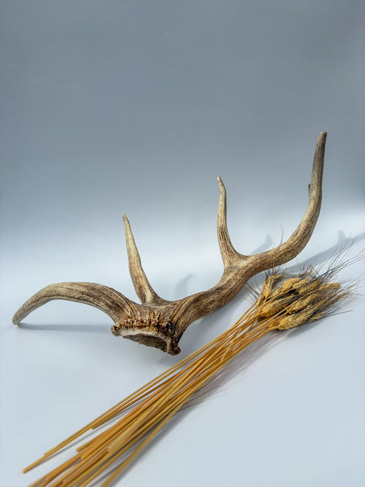 Rustic, Old, Weathered Elk Antler. Home and Cabin Decor, Crafting and Table Centerpiece.
