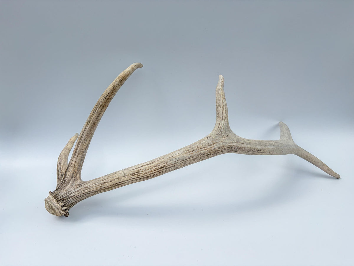 Rustic, old Elk Antler. Home and Cabin Decor, Crafting and Table Centerpiece.
