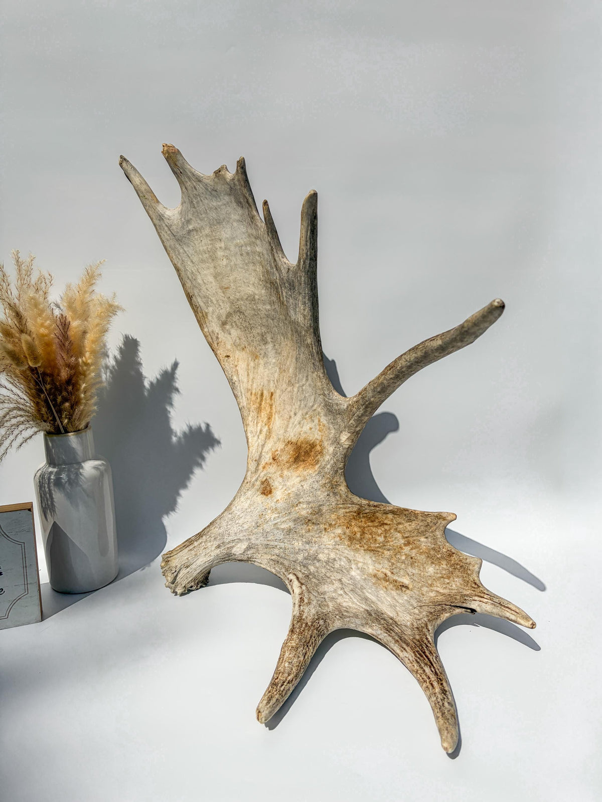 Large Bull Moose Antler. For Interior Decor, Design, and More!