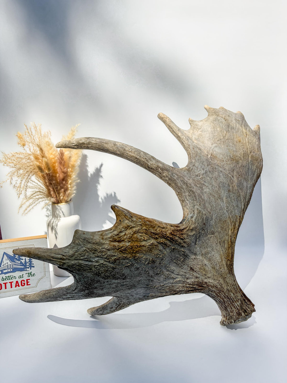 Large Bull Moose Antler. For Interior Decor, Design, and More!
