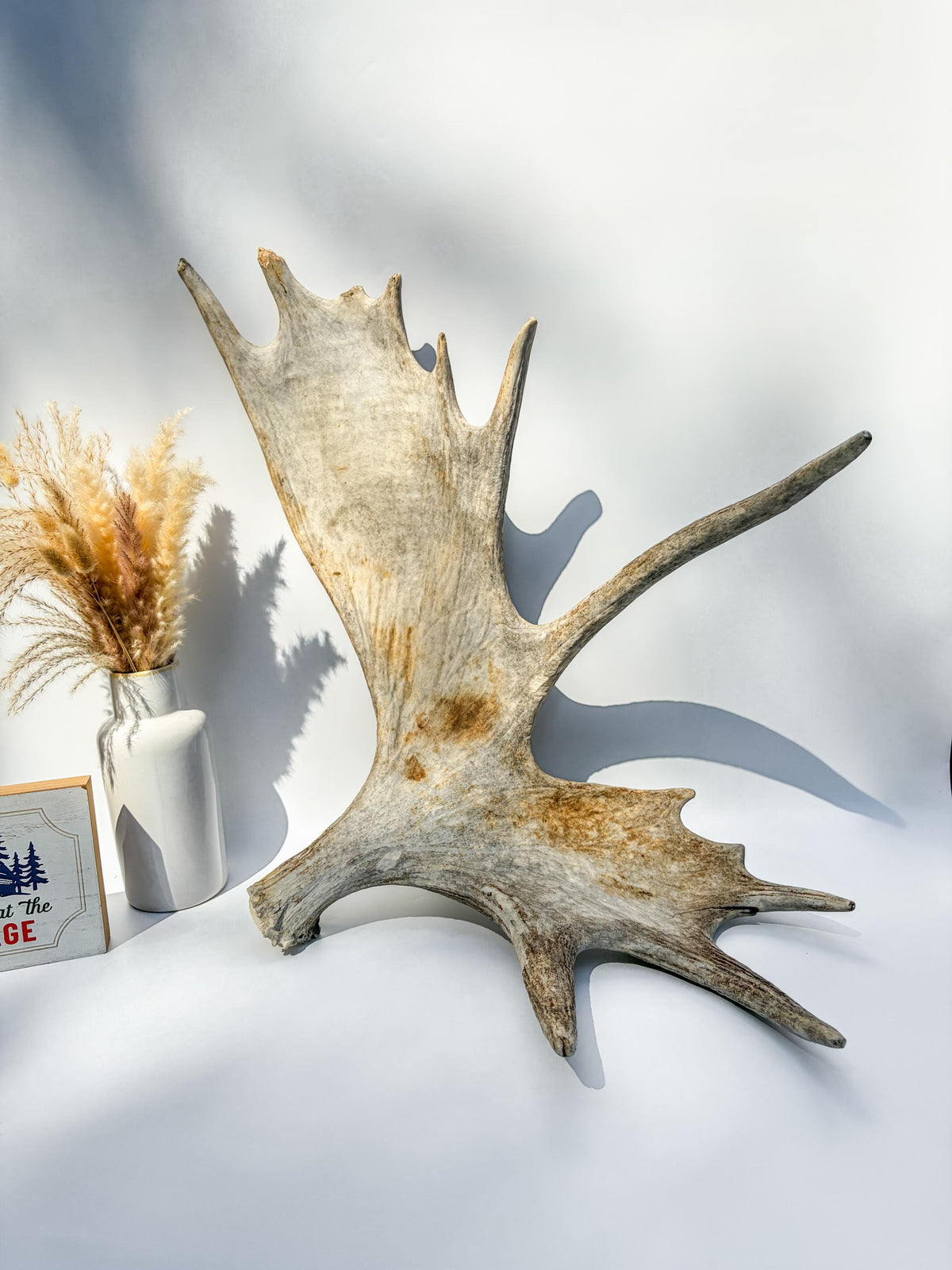 Large Bull Moose Antler. For Interior Decor, Design, and More!