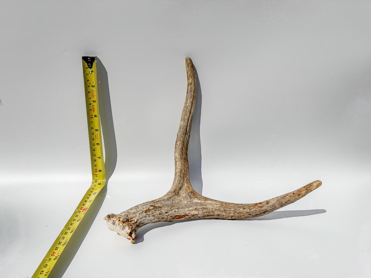 Bull Moose Antler. Small. Home Decor Table Centerpiece, Shelftop Decor, and More for Interior Design.
