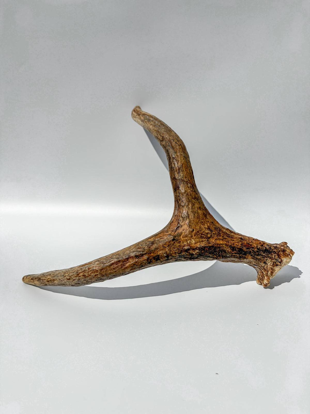 Bull Moose Antler. Small. Home Decor Table Centerpiece, Shelftop Decor, and More for Interior Design.