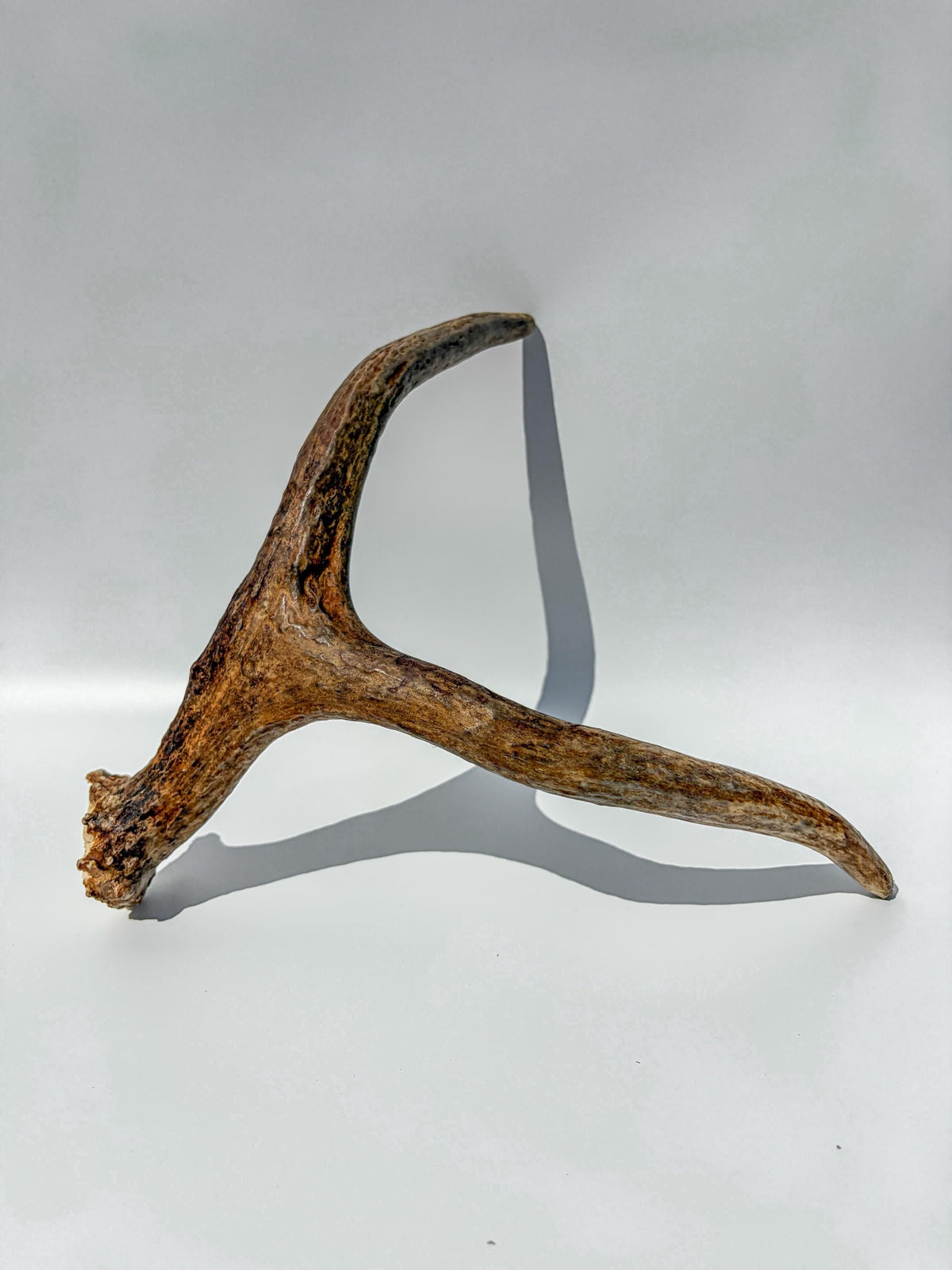 Bull Moose Antler. Small. Home Decor Table Centerpiece, Shelftop Decor, and More for Interior Design.